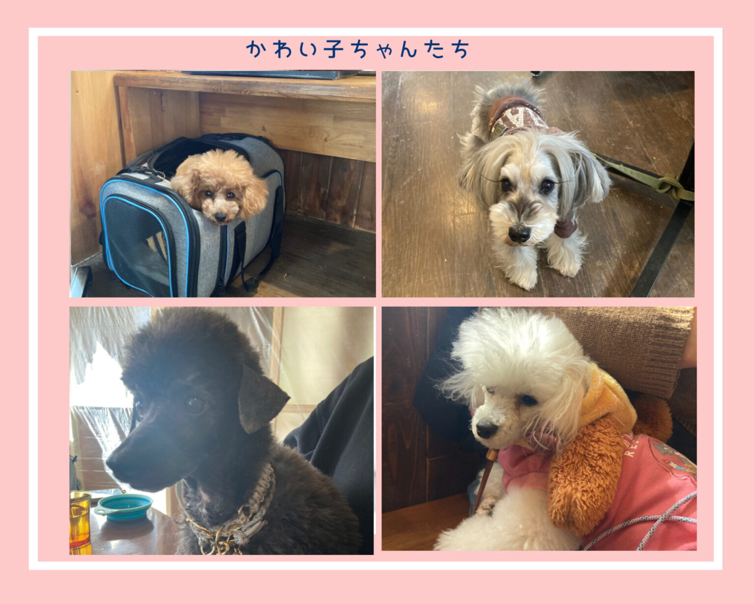※2名以上で予約可※ぬいぐるみワークショップ 柴犬さん